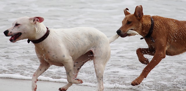¿Cómo actuar ante 3 de las enfermedades más comunes en los perros?