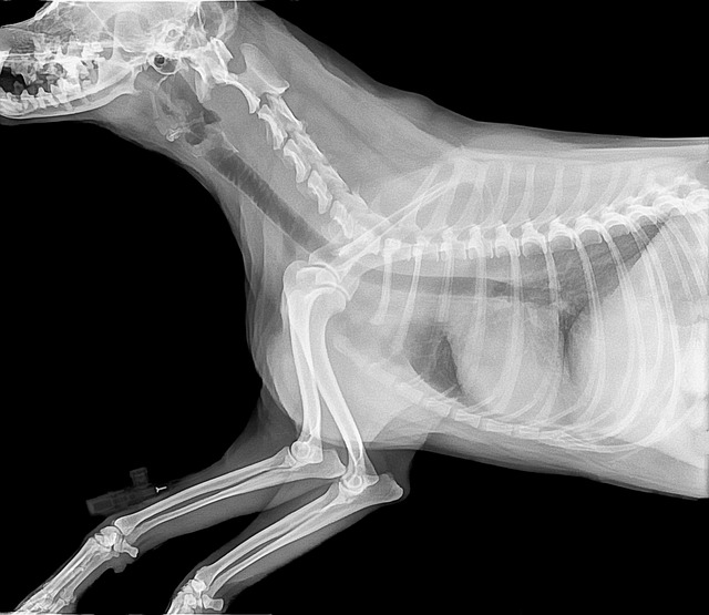 Diagnóstico por imagen: Cómo puede ayudar a tu mascota